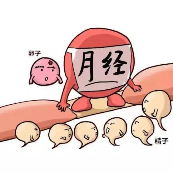 來月經(jīng)就會排卵？你要分清！